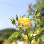 용인 양지 서해그랑블 살펴보기